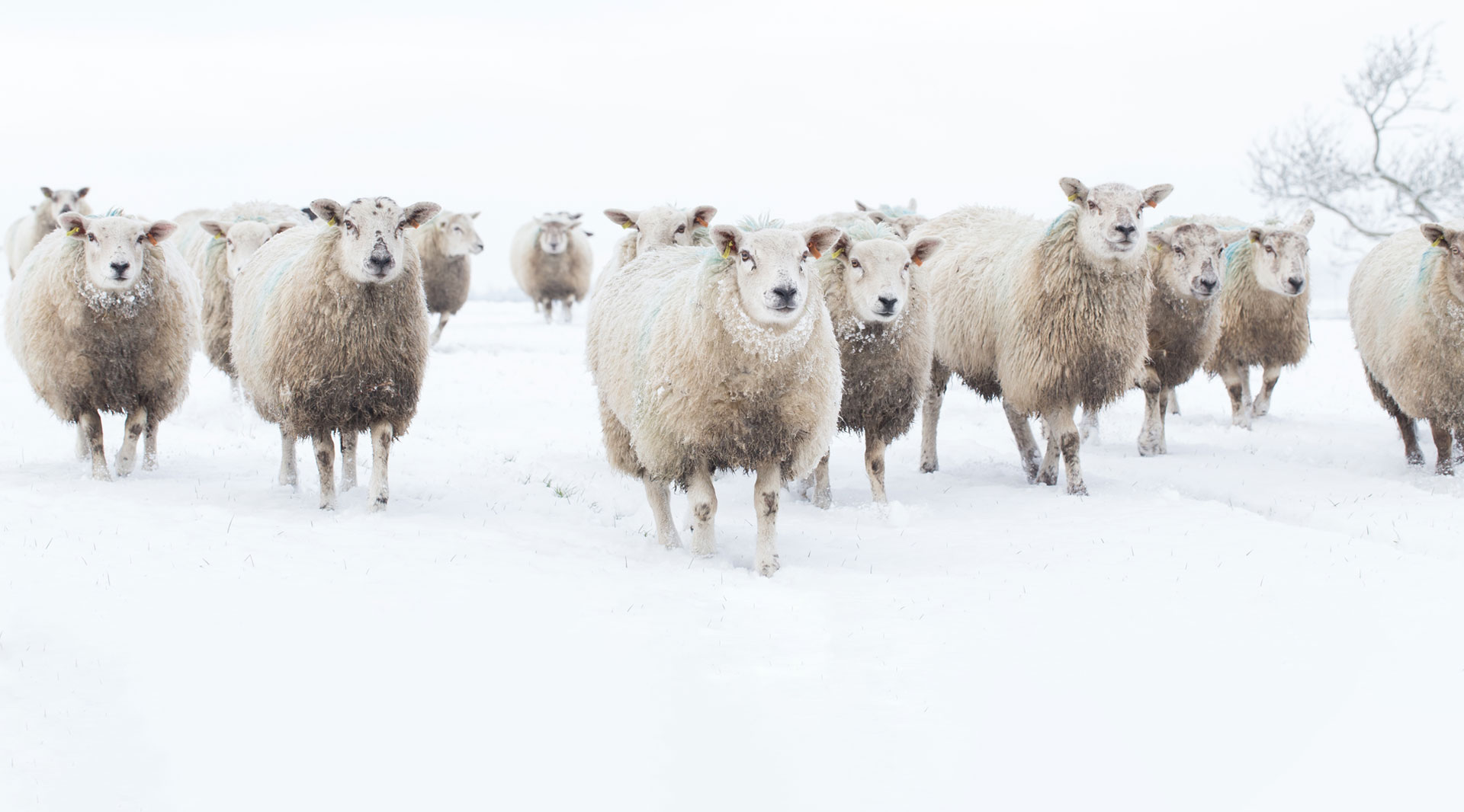 Sheep in snowy field