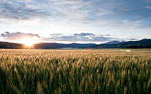 landscape view of a wheatfield with sun setting in the background over hills