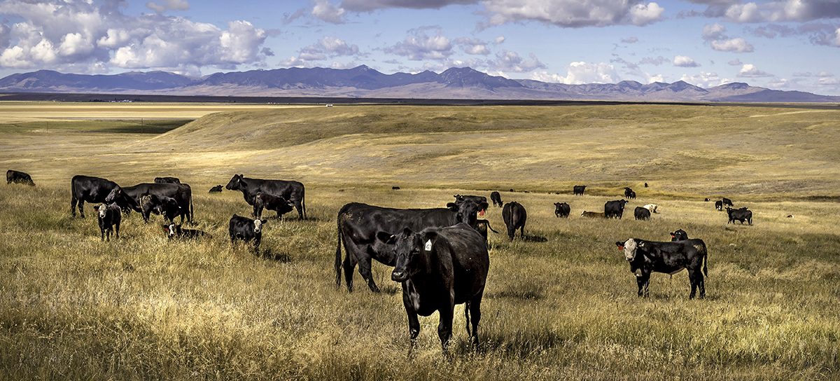 montana cattle landscape