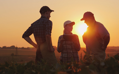 workers in field at sunset
