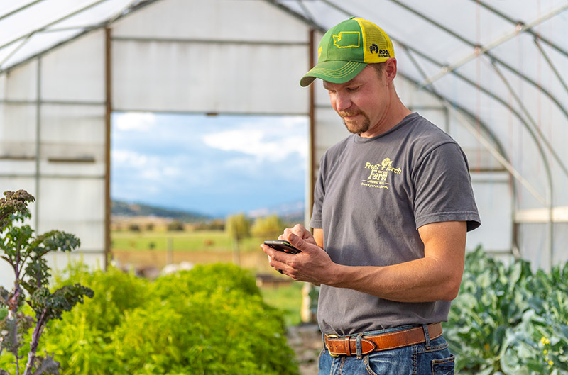 Man reviewing info on his phone while standing inside a greenhouse with crops