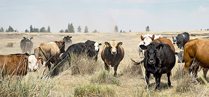 Cattle in dry field